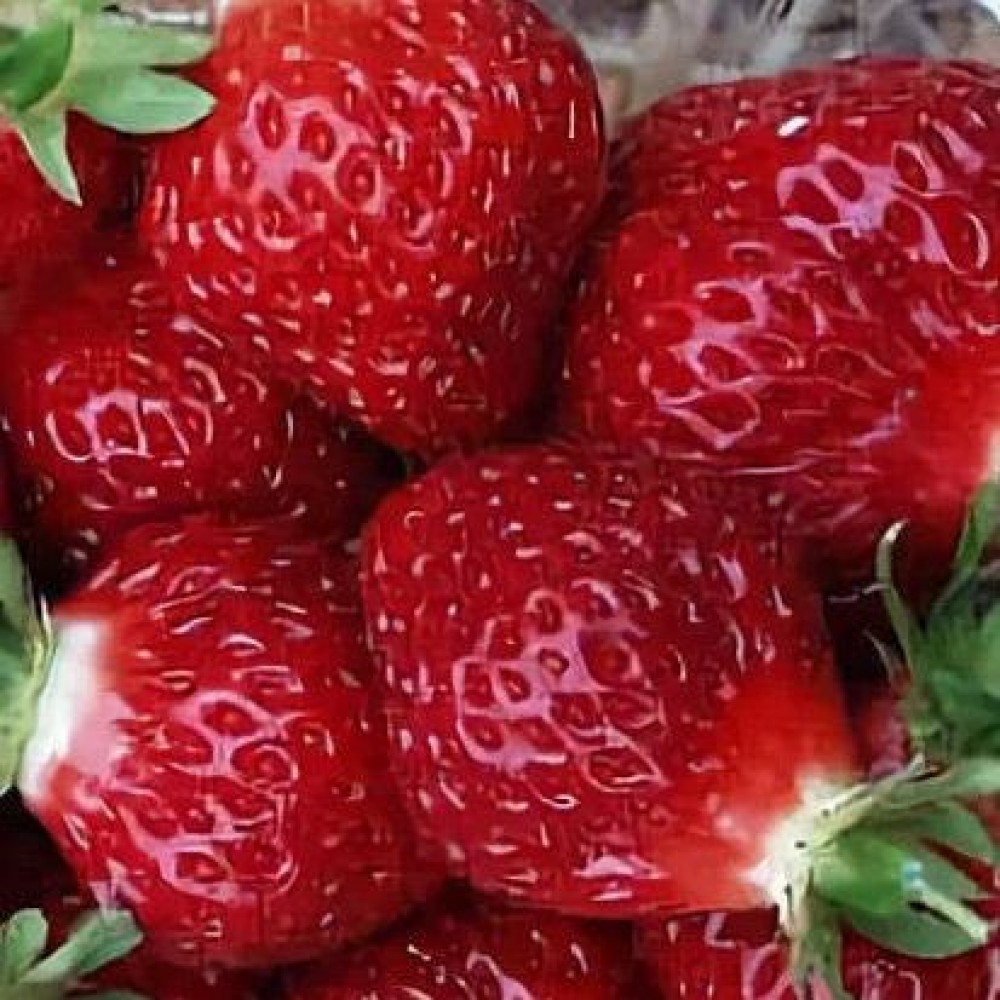 Земляника Манилла